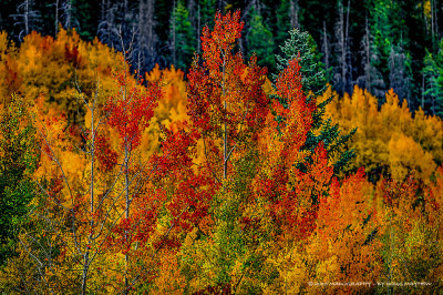 Phoenix Rising Rocky Mountain Autumn Aspen Afire - MADOGRAPHY by Doug Mayhew | Madographer
