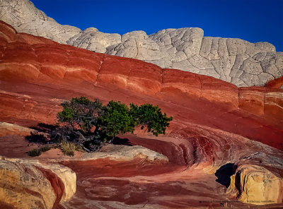 Blood Sandstone Swirls Haunt White Pocket Bristlecone Pine - STUDIO MADOGRAPHY by Doug Mayhew | Madographer