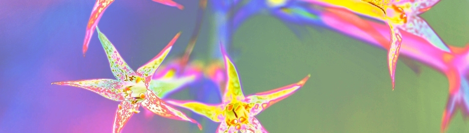 psychedelic trumpets of nature
