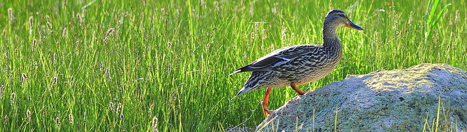 web footed rock strolling duck
