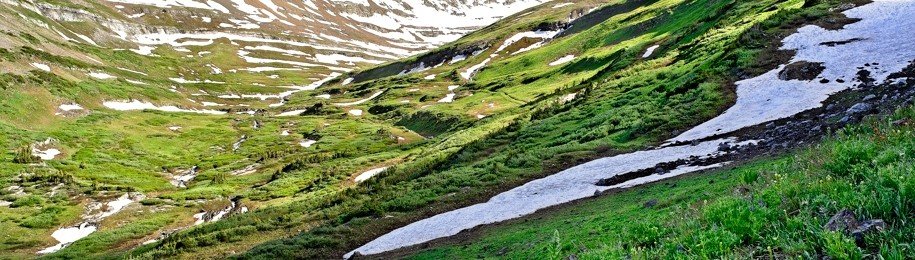 rocky mountain springtime wildflowers