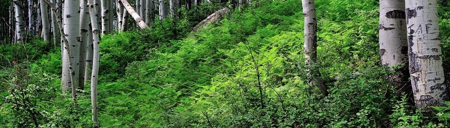 rocky mountain ferns - pillars of white imperfection