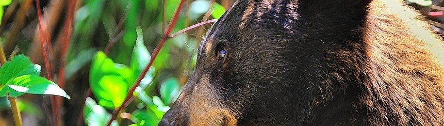 juvenile bear - veggie lunch