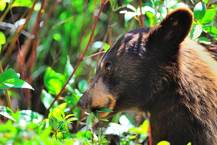 juvenile bear foraging for veggie lunch