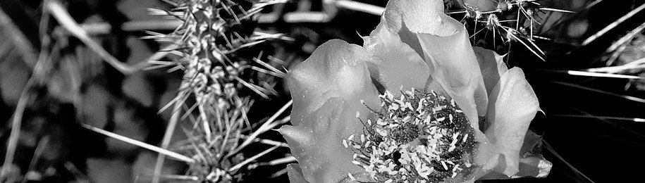 colorado prickly pear cactus - flowering in black & white