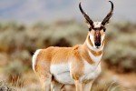 colorado pronghorn - stare down