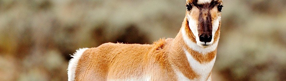colorado pronghorn - stare down