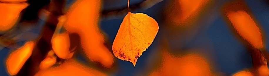rocky mountain - aspen gold