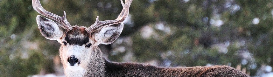Late Afternoon Buck_DAM4505_002WP_MADOGRAPHY | Original Image Capture_by Doug Mayhew_02112011