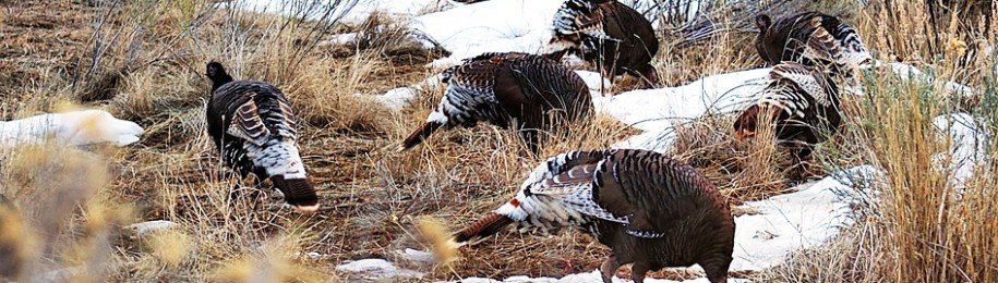 Wild Turkey_DAM0452_002WP_MADOGRAPHY | Original Image Capture_by Doug Mayhew_03022012
