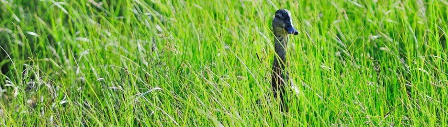 Lost-In-Green-Lucky-Duck_DAM5434_002WP_MADOGRAPHY-Original-Image-Capture_by-MADOGRAPHER-Doug-Mayhew_06242011.jpg