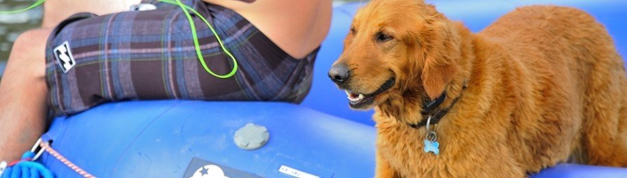 Upper Colorado River Golden Retriever