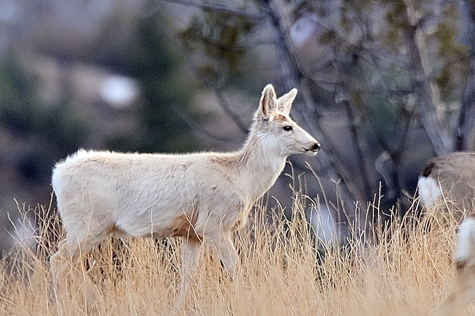 Ghost Deer Rare Colorado Springtime White Muley