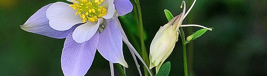 Colorado Columbine_MAD5299_003WP_MADOGRAPHY | Original Image Capture_by MADOGRAPHER Doug Mayhew