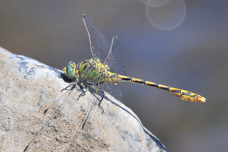 Dragonfly Magnificence Upper Colorado River Pale Snaketail