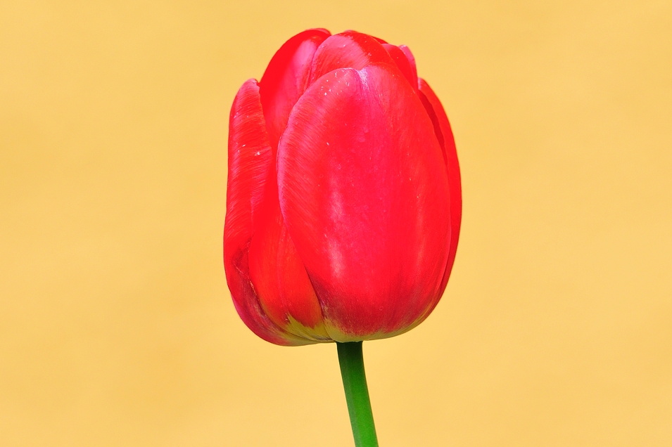 Gramshammer Tulip in Red