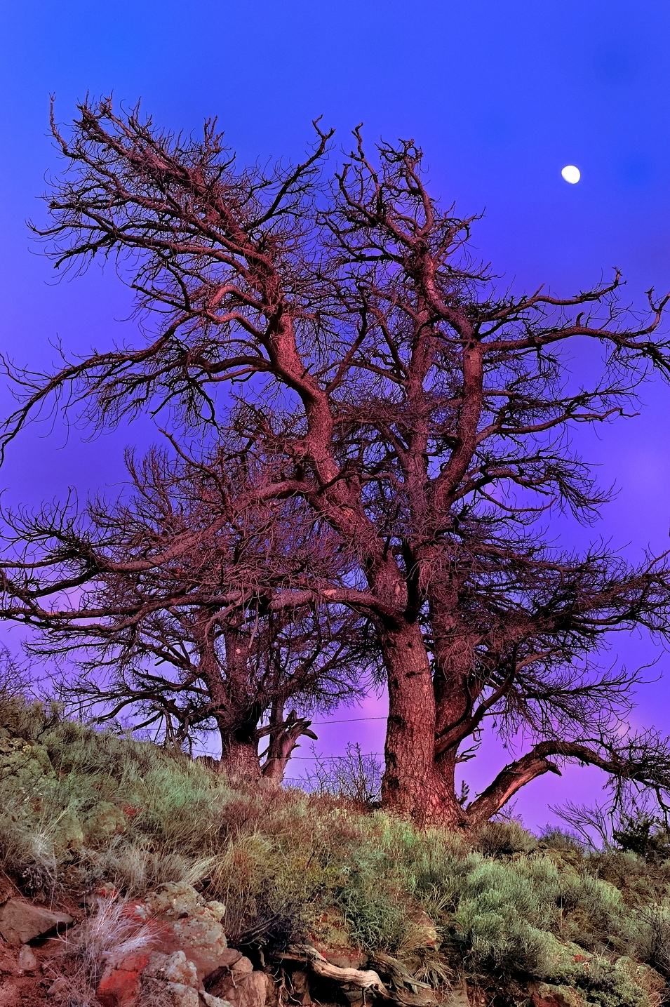 Magical Moonlight Over Lost Rocky Mountain Pine