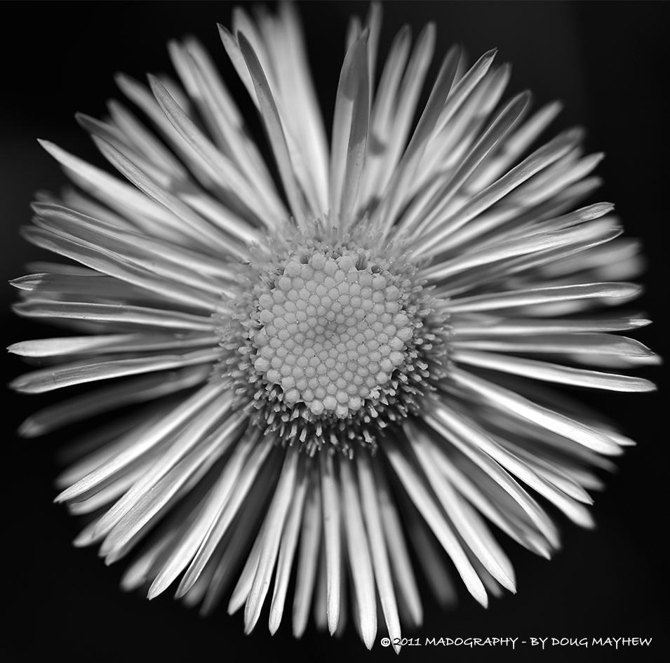 Simple Beauty Great Detail Black and White Wildflower by MADOGRAPHER | Doug Mayhew