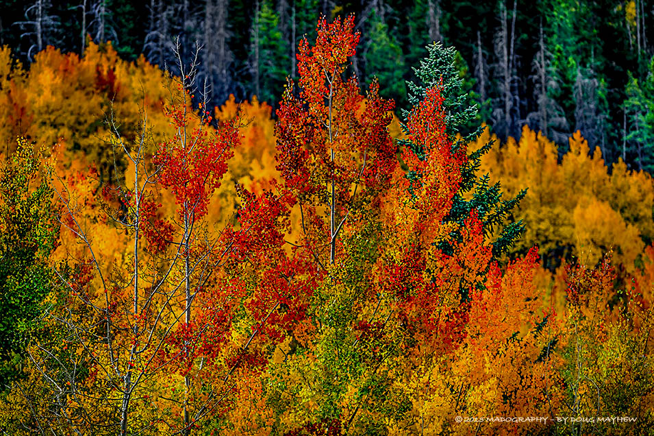 Phoenix Rising Rocky Mountain Autumn Aspen Afire - MADOGRAPHY by Doug Mayhew | Madographer