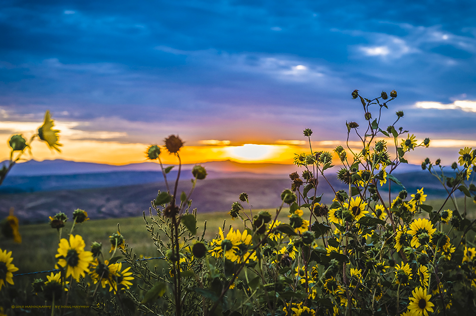 Colorado Sunrise Over Rocky Mountain Wild Sunflowers