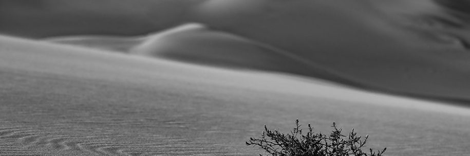Wind Cut Sand Dune Life Odyssey Resilient - STUDIO MADOGRAPHY by Doug Mayhew | Madographer