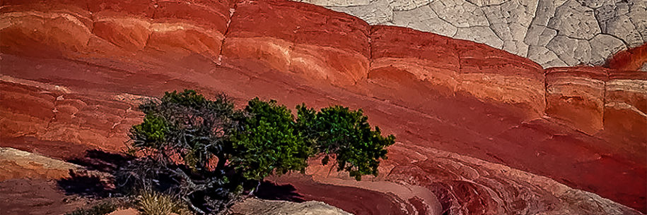 Blood Sandstone Swirls Haunt White Pocket Bristlecone Pine - STUDIO MADOGRAPHY by Doug Mayhew | Madographer